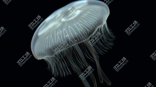 images/goods_img/20210312/jellyfish 3D model/4.jpg